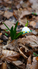 spring flowers on the ground, Śnieżycowy Jar Poland landscape flowers spring. White flowers in the flora Poznań