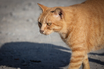 chat roux, en gros plan, marchant sur un chemin