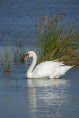 cygne dans un étang en Camargue	