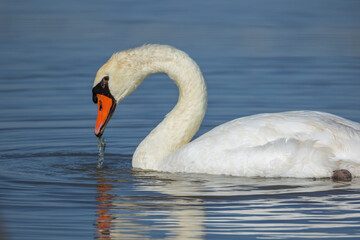 cygne dans un étang en Camargue	