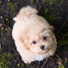 Cute maltipoo puppy looking up