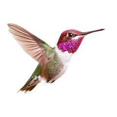 Fototapeta premium Hummingbird: A vibrant depiction of a hummingbird against a dark background, showcasing its delicate wings and colorful plumage.