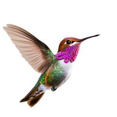 Vibrant hummingbird in flight. Detailed plumage with iridescent greens, browns, and magenta. Wings outstretched against a solid black background.