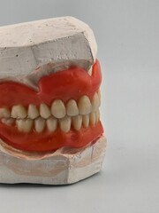 Wax dentures in articulator on white background. Space for text.
