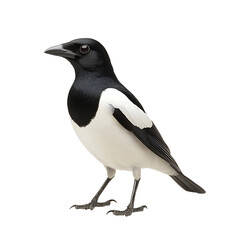 Captivating portrait of a magpie, showcasing its striking black and white plumage and intelligent gaze against a dark backdrop. Avian beauty!