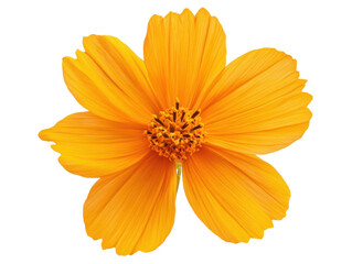 Obraz premium Bright yellow flower with delicate petals in natural setting