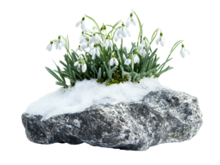 Snowdrops blooming on a rocky surface in early spring