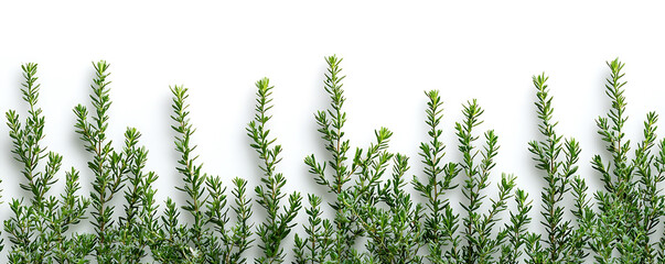 Green thyme sprigs arranged as a border against a bright white background with soft shadows.
