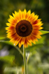 Obraz premium Fleur 11