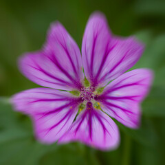 Fototapeta premium Fleur 6