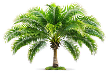 Obraz premium palm tree image isolated on white background