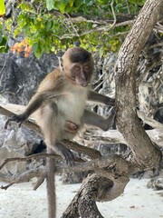 Baby monkey playing on a tree branch on a beach in Thailand