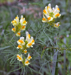 Linaria vulgaris blooms in nature