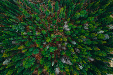 Aerial view of lush forest with dense evergreen trees