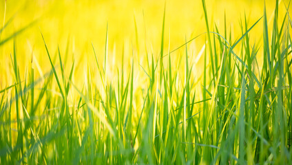 Natural green grass spring background with glare of sunlight