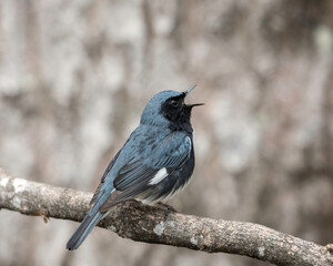 Black-throated Blue Warbler (Setophaga caerulescens) small passerine bird of the New World warbler family.