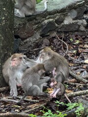 Family of monkeys