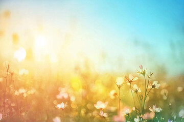 Obraz premium Golden hour meadow summer flowers peaceful sunny landscape day soft field bloom light flora image