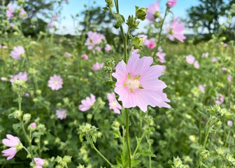 Closeup of pink mallow wildflowers blossoming in a summer field