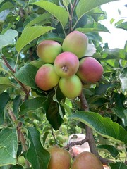 New Zealand apple orchard bunch of apples close up