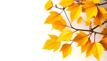 Fototapeta premium Fall mockup card 5x7 with yellowed leaves, angled photoshot. White tone