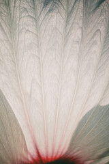 Extreme close-up of a delicate white flower petal showing intricate veins and subtle red accents...