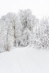Winter landscape with snowy trees, view during mountain hike on hiking trail. Winter day with cloudy and foggy weather.