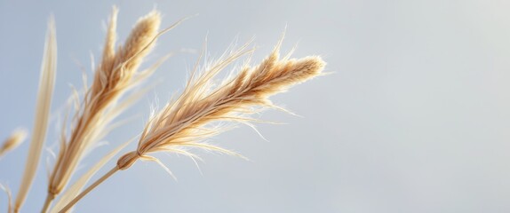Macro closeup of a lovely dry decorative grass flower stalk set against a white background.