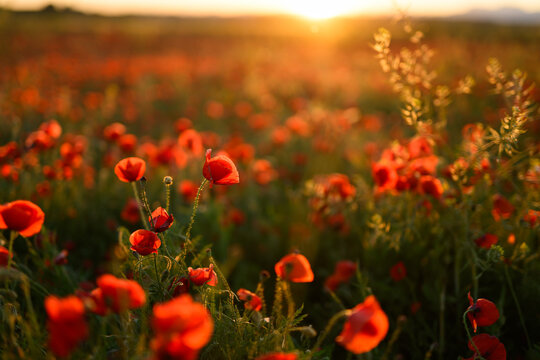 Radiant sunset over a vibrant field of red poppies