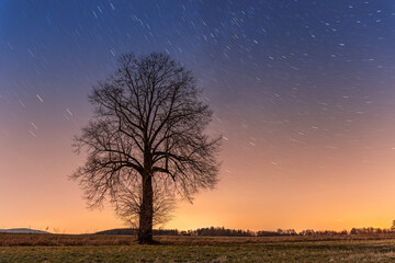 Night landscape, one tree against the stars, the earth's rotation. Long exposure of the night sky.