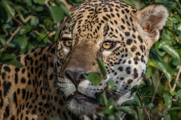 close up of jaguar.