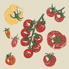 Vector vegetable doodle set of tomatoes. Hand-drawn garden harvest sketch with vintage texture. Organic farm graphics. Tasty food for design, veggie market drawing print, fabric, background.
