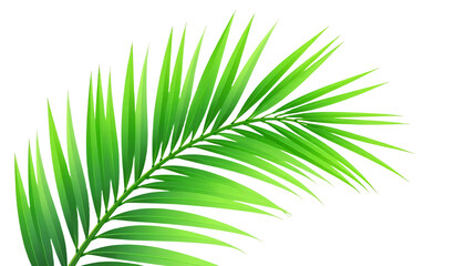 Obraz premium Palm-leaf_green_tropical_plant_nature_background