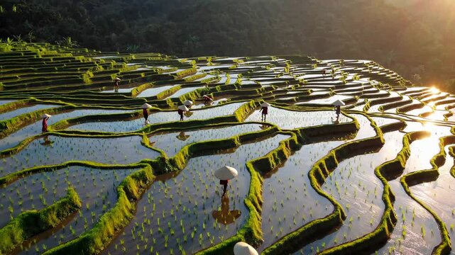Soft sunlight washing golden banaue rice terraces, highlighting terraced farming traditions during early morning harvest in philippine unesco heritage landscape