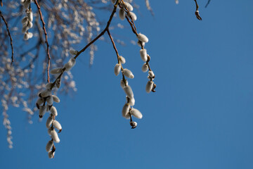 Willow catkins bloom on branches, adding a light, fluffy texture to the spring landscape.