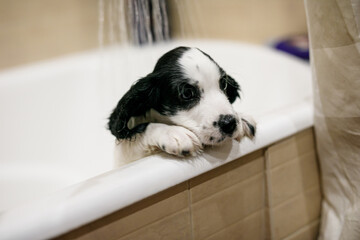 White Russian spaniel puppy freshly bathed, wet, looking out of the bathtub