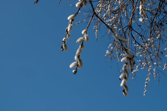 Delicate willow catkins on branches symbolize the first signs of spring and new beginnings.