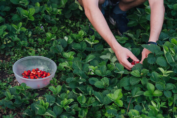 Harvesting Fresh Strawberries on a Sunny Day in the Garden