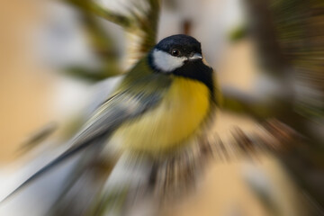 Mésange 1