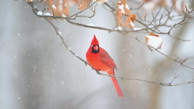 Slow motion of northern cardinal during a heavy snowstorm in winter in the midwest