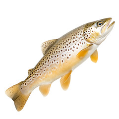 Beautiful trout with distinctive markings, ideal for angling or culinary depictions, showcasing natural beauty of wildlife.