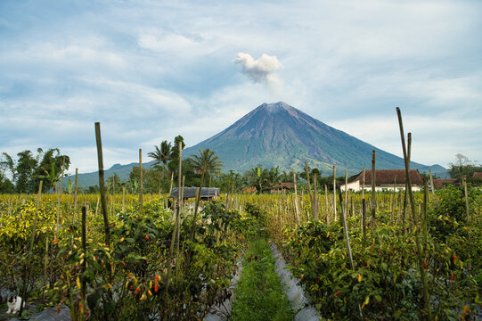 Scenic view of Mount Semeru rising above lush farmlands
