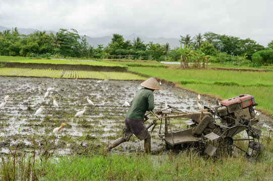 Anonymous farmer using a tractor in a muddy rice field in Java, Indonesia