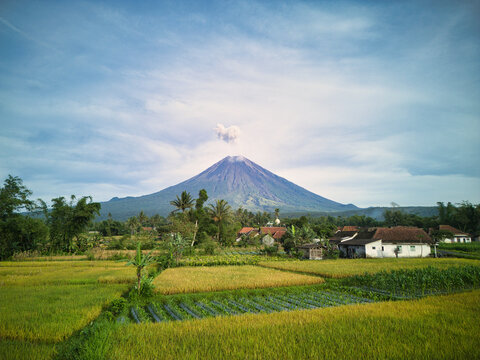 Majestic view of Mount Semeru across lush rice fields
