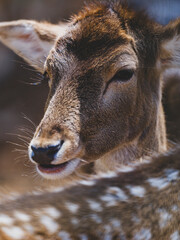 Fototapeta premium a beautiful deer in the forest