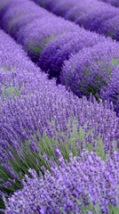 Fototapeta premium Beautiful Blooming Lavender Fields in Full Bloom Under Clear Sky