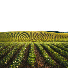 Panoramic view of a picturesque agricultural field, isolated on transparent background