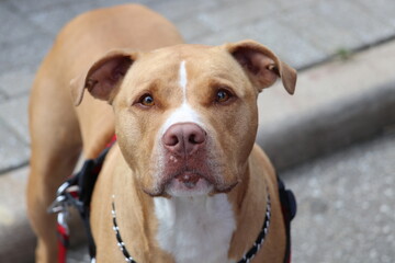 beautiful Carmel Pitbull staring for attention 