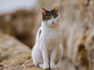 beautiful cat portrait