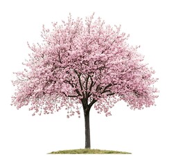 Obraz premium Full-height cherry blossom tree in bloom, isolated on a white background. High-resolution detail captures vibrant pink flowers and intricate branches.